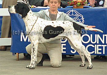 4th Limit Dog